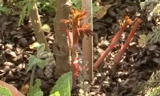 Nya skott av vildskott rosor spirar i solljuset. Marken är täckt av barkmull och vissna löv.