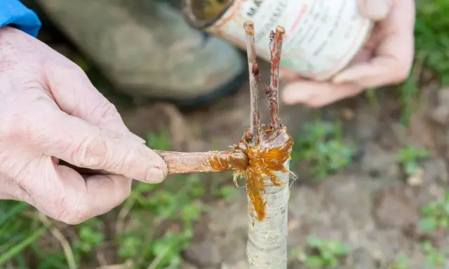 Main d'un jardinier appliquant du mastic de greffage pour greffer un cerisier. La greffe est en cours de réalisation.