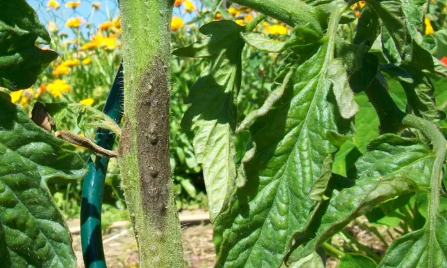 Tige de tomate atteinte par le mildiou, avec des feuilles vertes et un fond de fleurs jaunes.