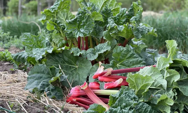 En frodig rabarberplanta med röda stjälkar och stora gröna blad. En del stjälkar har skördats och ligger framför plantan, redo för en rabarberblomma-inspirerad paj.