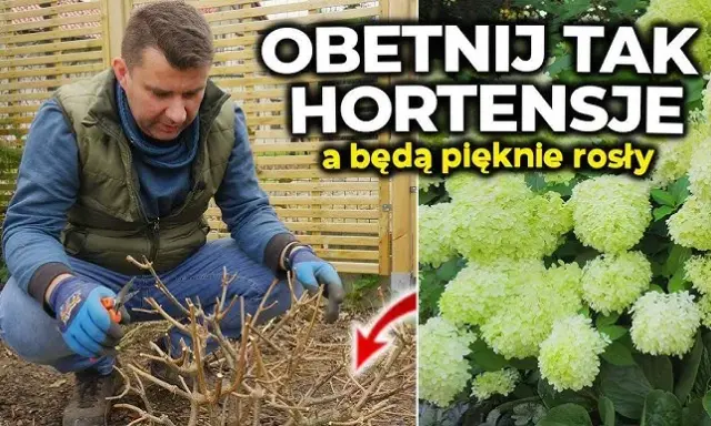 Hortensje: Kiedy i jak ciąć, by kwitły jak nigdy? Uniknij błędów!