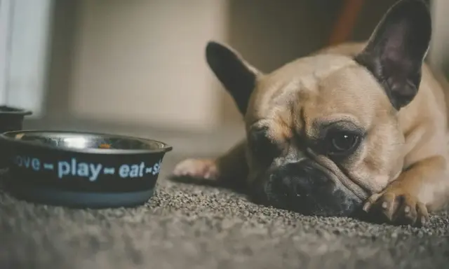 Smutny buldog francuski leży obok miski z napisem "love-play-eat". Czy psu można dać stoperan, gdy ma problemy z brzuszkiem?