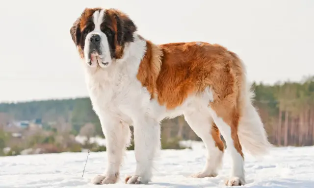 Un majestueux chien de race Saint-Bernard, rappelant le chien Beethoven, se tient fièrement dans la neige.
