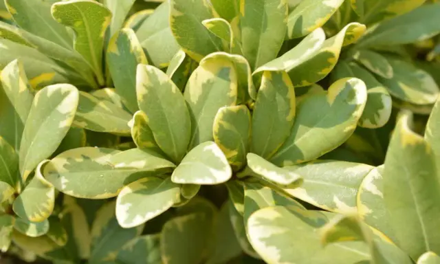 Feuilles vertes et jaunes d'un Pittosporum tobira, créant un motif moucheté lumineux.