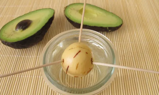 Préparation pour faire pousser un avocat : un noyau est suspendu dans un verre d'eau avec des cure-dents, à côté de deux moitiés d'avocat.