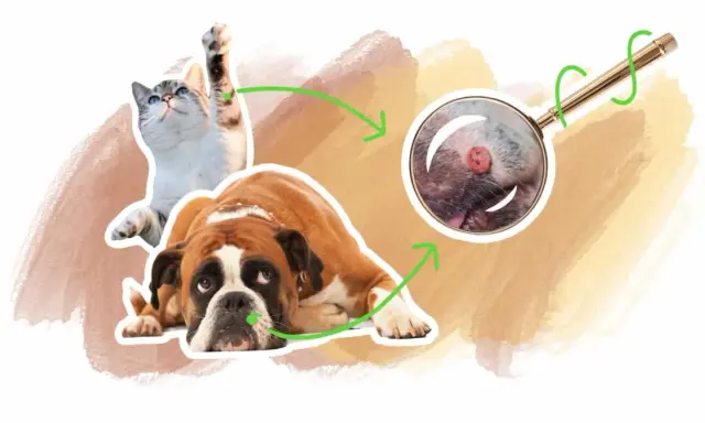 Un chat et un chien boxer, avec une loupe examinant une verrue sur le museau du chien. Illustration sur le verrue chien traitement.