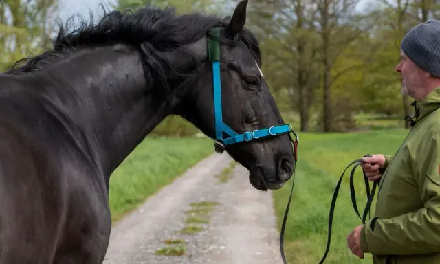 Mann zeigt, wie man ein Hackamore richtig verschnallt. Schwarzes Pferd mit blauem Halfter steht auf einem Feldweg.