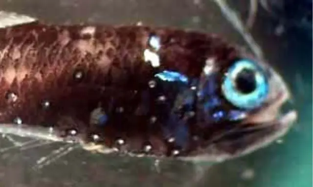 Un piccolo pesce ascia con occhi azzurri luminosi e macchie bianche sul corpo scuro, nuota in acque verdi.
