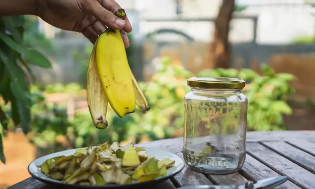 Ręka trzyma skórki banana nad talerzem z pokrojonymi resztkami. Obok stoi słoik, idealny do przygotowania nawozu z bananów. Jak często podlewać rośliny takim nawozem?