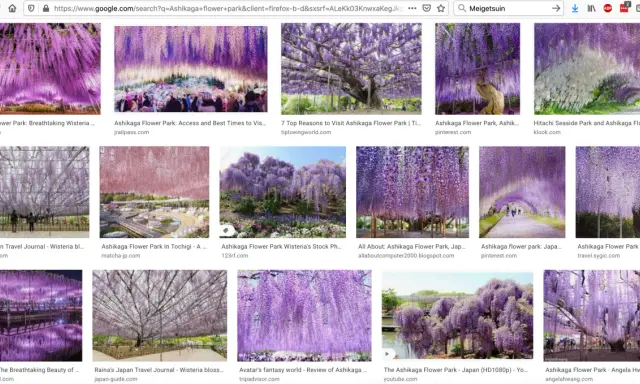 Co rośnie w japońskich górach? Flora, sezony i endemity