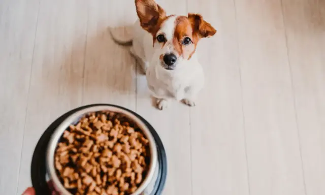 Un adorable Jack Russell attend patiemment son repas maison pour chien, la quantité semble parfaite pour lui.