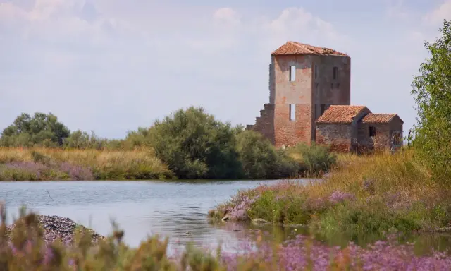 Rovine di un antico casale tra canneti e fiori viola, un paesaggio suggestivo che ricorda i paesi belli vicino a Ferrara.