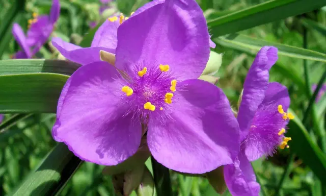 Fleurs violettes de l'éphémère de Virginie, aux pétales doux et aux étamines jaunes éclatantes, se dressent fièrement dans un jardin verdoyant.