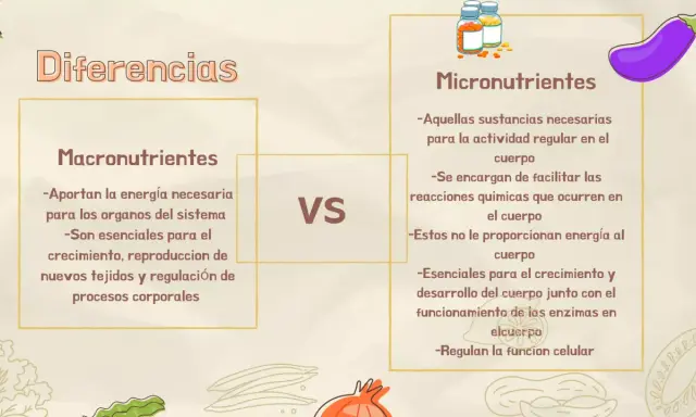 Diferencias entre macronutrientes y micronutrientes. Los primeros aportan energía y son esenciales para el crecimiento; los segundos facilitan reacciones químicas.