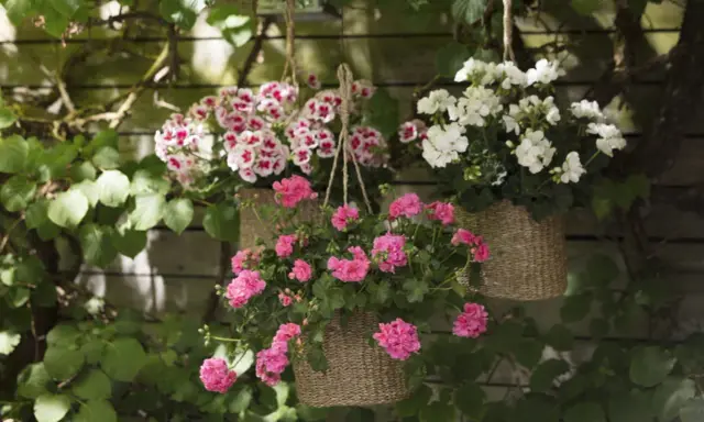 Hängande korgar med blomstrande pelargoner utomhus. Rosa och vitblommande pelargoner skapar en färgklick mot en trävägg.