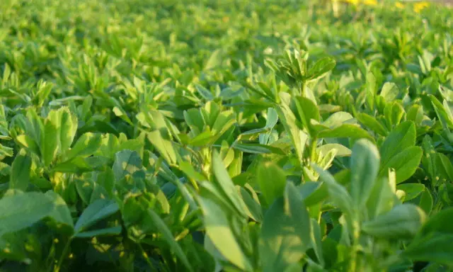 A field of lush green alfalfa, showcasing the dense growth ideal for optimal seeding rate for alfalfa.