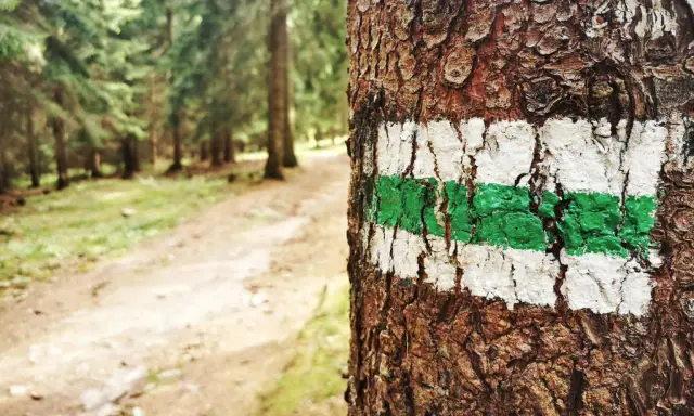 Zielony szlak na drzewie zapowiada trudność szlaków górskich. Leśna ścieżka wzywa do wędrówki.