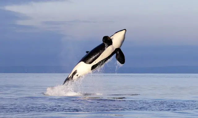 Ein iberischer Orca springt majestätisch aus dem Wasser, seine schwarz-weiße Färbung hebt sich vom blauen Himmel ab.