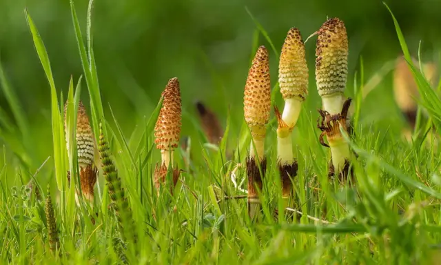 Plusieurs tiges de prêle, certaines avec des cônes reproducteurs brunâtres, émergent d'une herbe verte luxuriante.