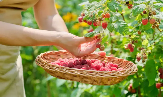 Main d'une personne cueillant des framboises mûres dans un panier en osier, un moment de la culture framboisier.