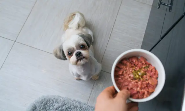 Mały piesek Shih Tzu patrzy z nadzieją na miskę z surowym mięsem. Czy pies może jeść surowe mięso? To pytanie nurtuje wielu właścicieli.