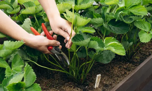 Hände mit roter Gartenschere schneiden junge Triebe von Erdbeerpflanzen.