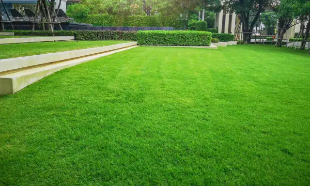 Lush green lawn, perfect for a backyard in Iowa. This vibrant grass looks like it's grown from the best grass seed for Iowa.