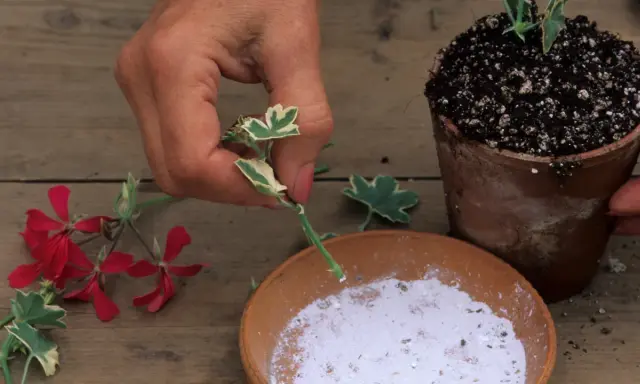 Ręka przygotowuje sadzonki pelargonii do ukorzenienia, zanurzając odcięty pęd w proszku. Obok leżą czerwone kwiaty.