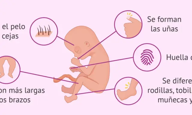 Feto de 16 semanas de embarazo: aparecen cejas, uñas, huellas dactilares, piernas más largas que brazos y se diferencian rodillas, tobillos, codos, muñecas y dedos.