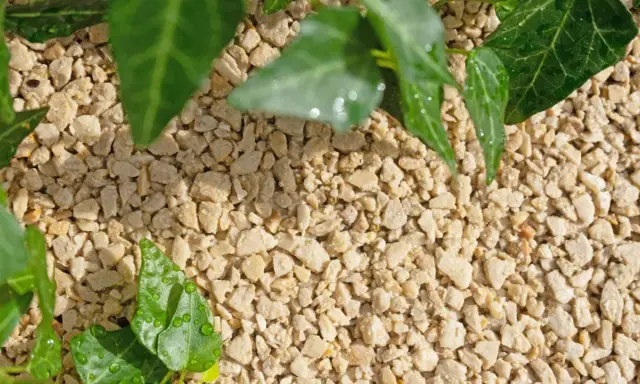 Feuilles vertes et humides d'une plante grimpante sur un sol écologique composé de petits graviers clairs.