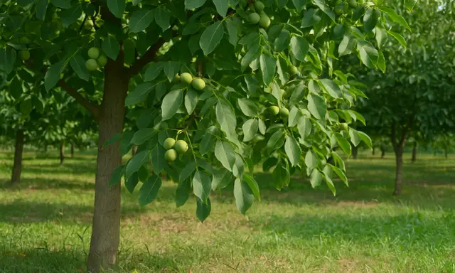 Orzech włoski nie kwitnie? Poznaj sekrety obfitych zbiorów