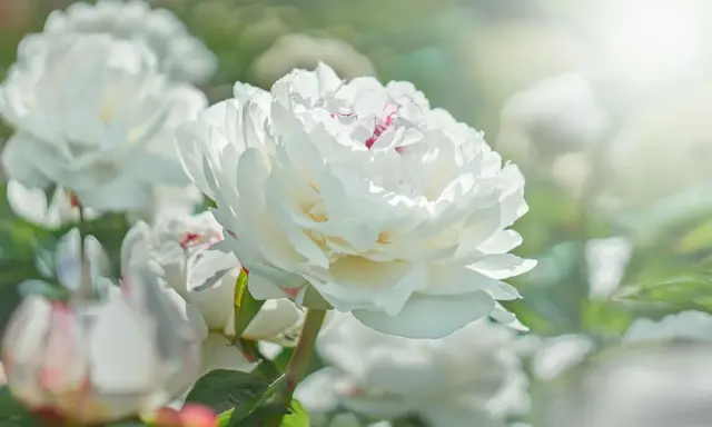 Una hermosa flor blanca de peonía, con pétalos suaves y delicados, se abre bajo la luz del sol.