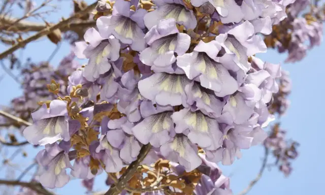 Paulownia: Kiedy kwitnie i jak zapewnić jej kwiaty w ogrodzie?