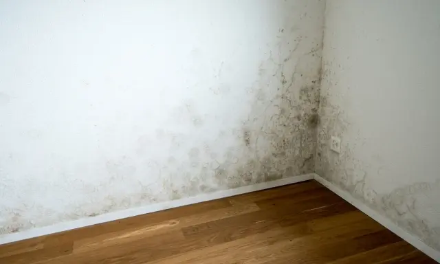 Moho en la esquina de una habitación, indicativo de problemas de humedad y posible alta temperatura de condensación.