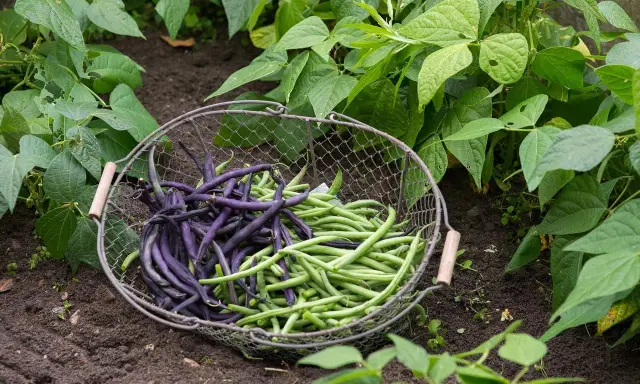 Panier de haricots verts et violets fraîchement cueillis dans une plantation de haricot vert grimpant.