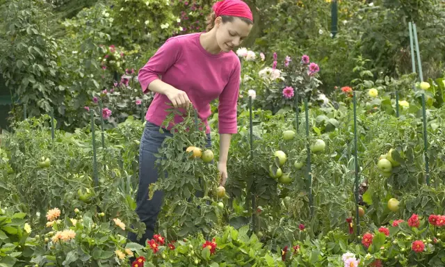 Une femme dans un jardin luxuriant, examinant une plante sauvage de tomates. Des fleurs colorées bordent le chemin.