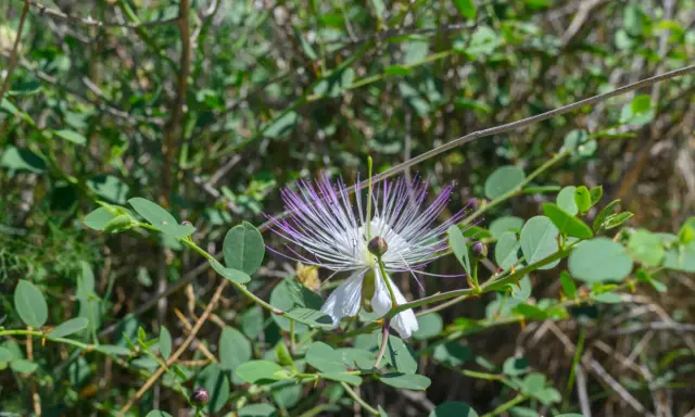 Fleur de câprier blanche et violette, aux longues étamines, épanouie sur un buisson verdoyant.