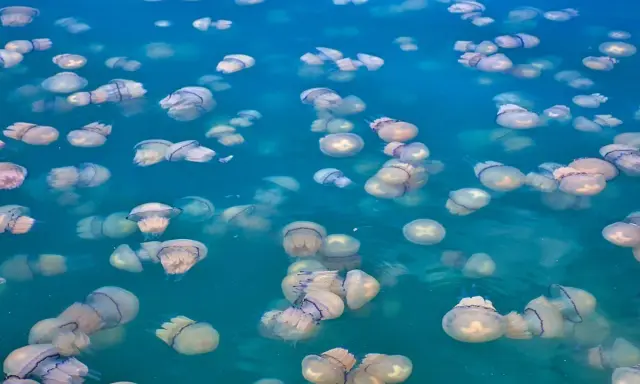 Un mare di meduse, una specie affascinante che galleggia nelle acque turchesi.