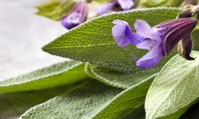 Feuilles et fleurs de sauge sclarée, évoquant ses nombreux bienfaits pour le bien-être.