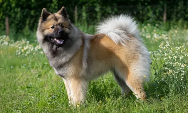 Un magnifique chien eurasier, au pelage épais et roux, se tient fièrement dans un champ verdoyant parsemé de petites fleurs blanches.