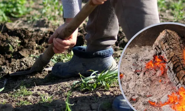 Osoba kopie ziemię, a obok żarzy się ognisko z popiołem drzewnym.