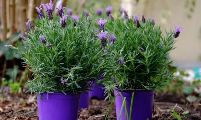 Yes, you can grow lavender in a pot! These vibrant purple pots hold lush lavender plants, showcasing their fragrant purple blooms and green foliage.