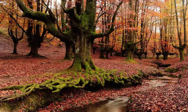 Raíces musgosas de árboles centenarios en bosques de España, cubiertos de hojas otoñales. Un arroyo serpentea entre la hojarasca.