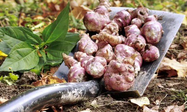 Une pelle remplie de légumes anciens tubercules, des topinambours fraîchement récoltés, prêts à être cuisinés.