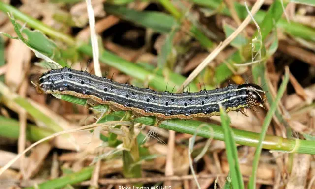 A striped armyworm caterpillar crawls on grass. These hungry larvae are what army worms turn into before becoming moths.
