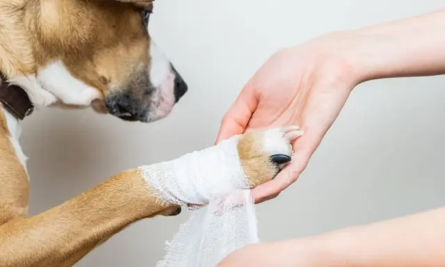 Pies z zabandażowaną łapą, która wymagała zastosowania Sudocremu na zacieki. Opiekun delikatnie opatruje ranę.