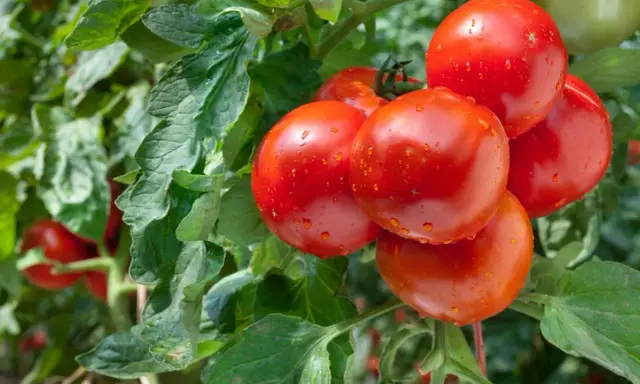 Gros plan sur un plan de tomate avec des fruits rouges brillants et des feuilles vertes.