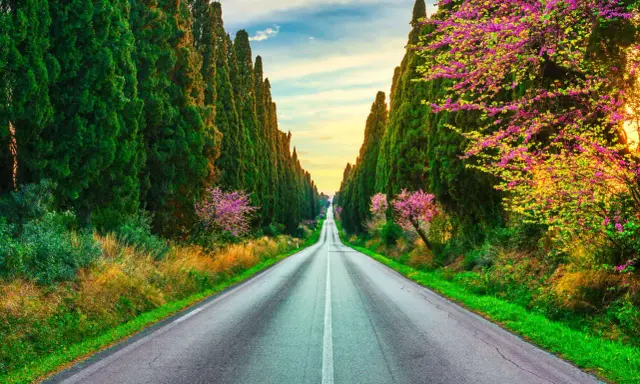 Viale dei Cipressi, un'icona di Bolgheri cosa vedere. La strada si perde tra alberi secolari e fioriture primaverili, un invito al viaggio.