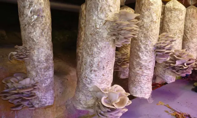 Des pleurotes poussent sur des troncs de culture maison, prêts à être récoltés.