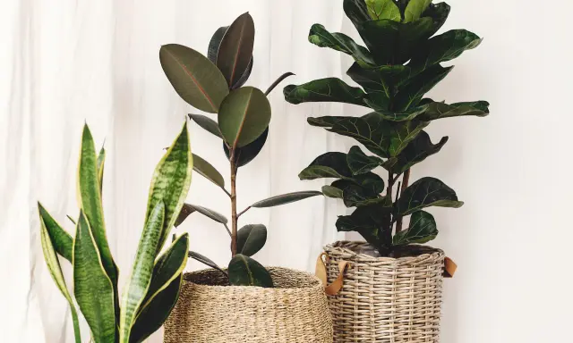 Trzy piękne kwiaty doniczkowe do domu: Fikus, Monstera i Sansewieria w wiklinowych osłonkach.